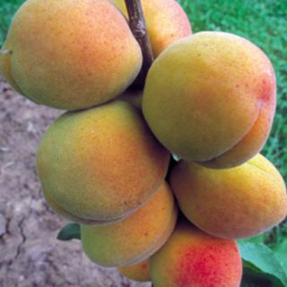 ALBICOCCO (Prunus Armeniaca)