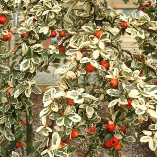 COTONEASTER