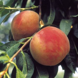 PESCO (Prunus Persica)