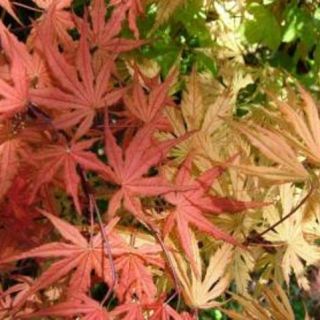 ACER (GIAPPONESE)