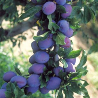 SUSINO (Prunus Domestica)
